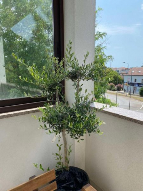 Apartman Iva